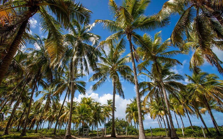 LUXOBRASIL #AL01 Sítio Santa Mônica Costa dos Corais Alagoas